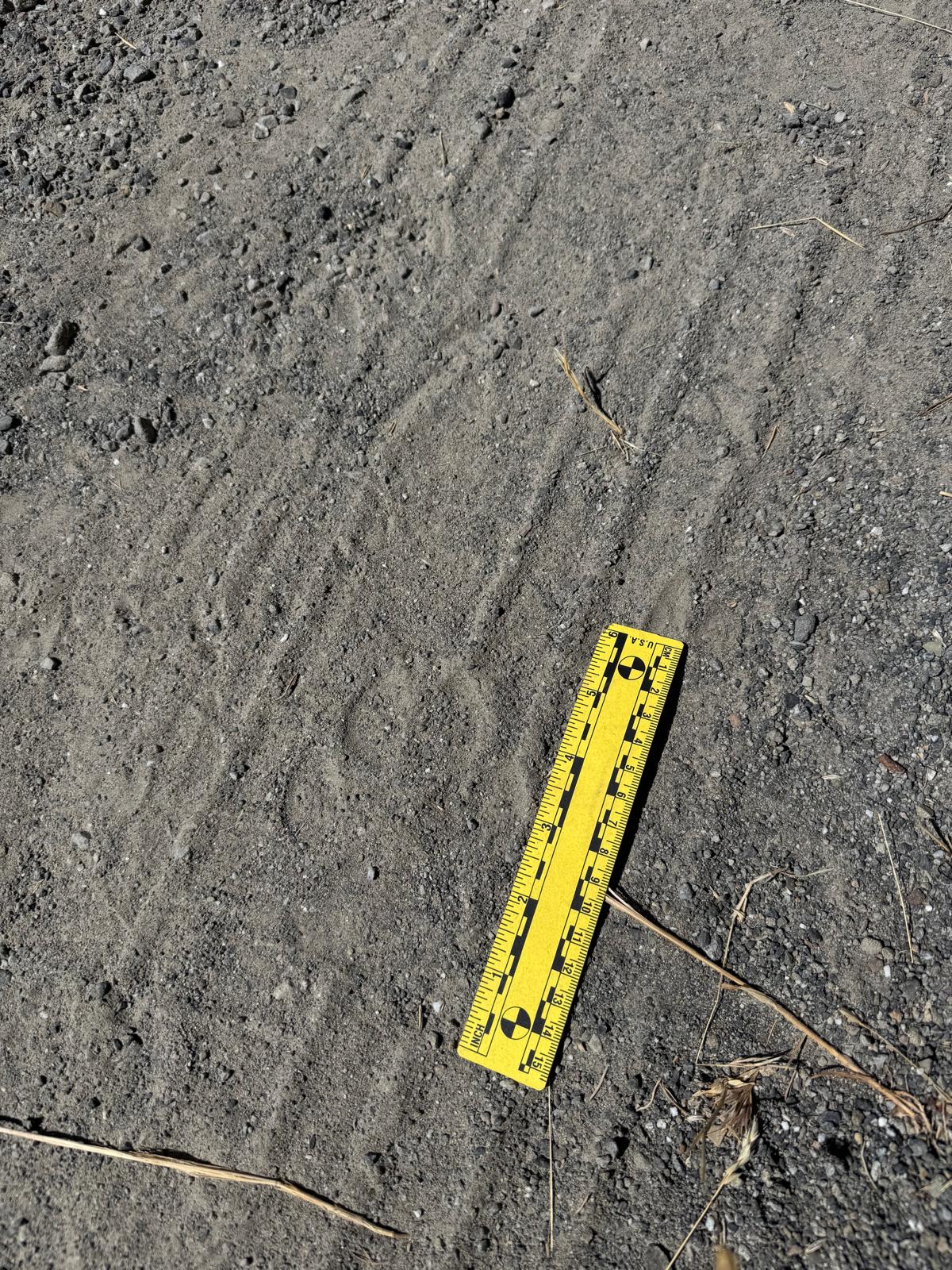 Track of a wolf detected in Lake County in August 2026